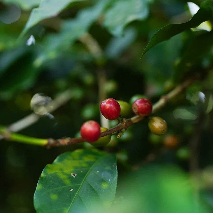 Our Latest SELECT Single Origin - Ethiopia Amaro Gayo - TERBODORE Coffee Roasters