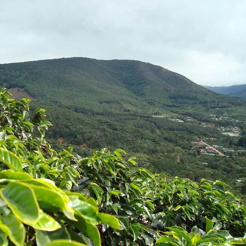 The Truly Special El Cipres from Costa Rica - TERBODORE Coffee Roasters