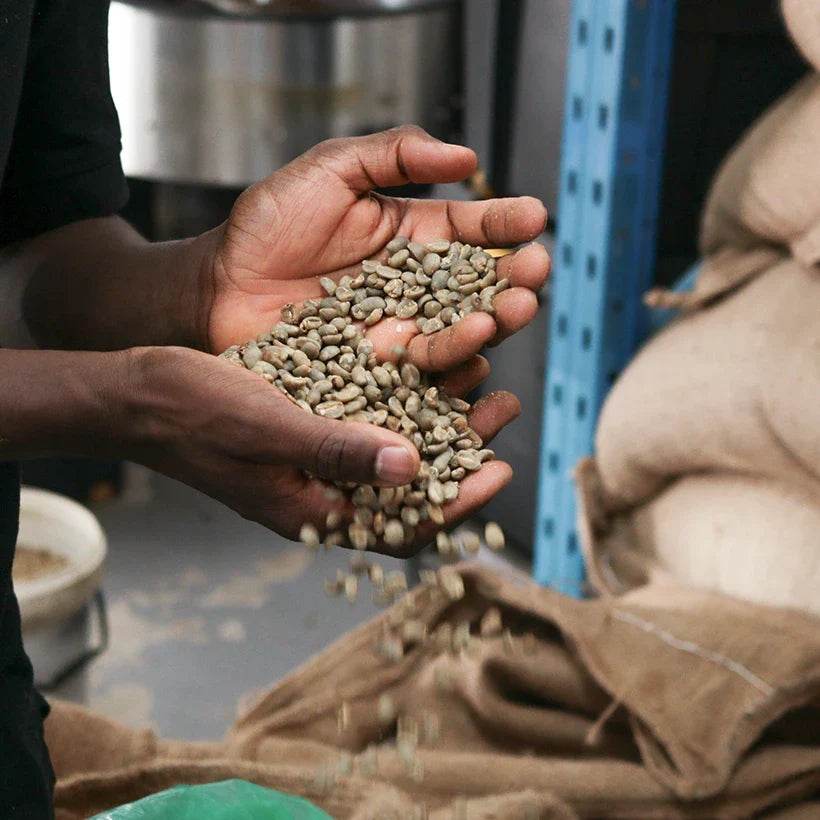 The Amazing Difference Between Washed Coffee and Naturally Processed Coffee - TERBODORE Coffee Roasters