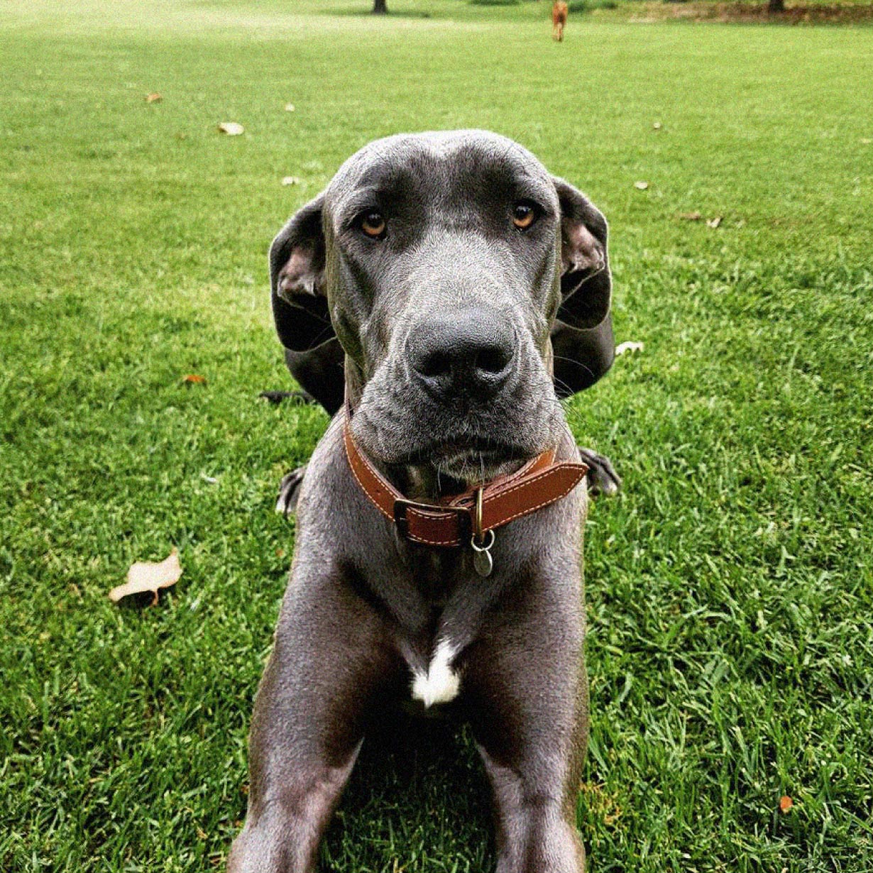 Mac the great dane