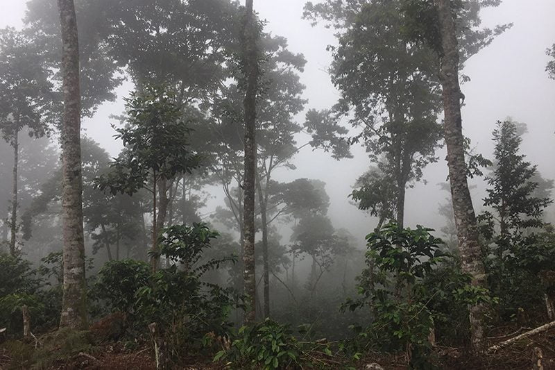 Terbodore SELECT Honduras Finca Cerro Azul | TERBODORE Coffee Roasters Trees in the woods - Terbodore