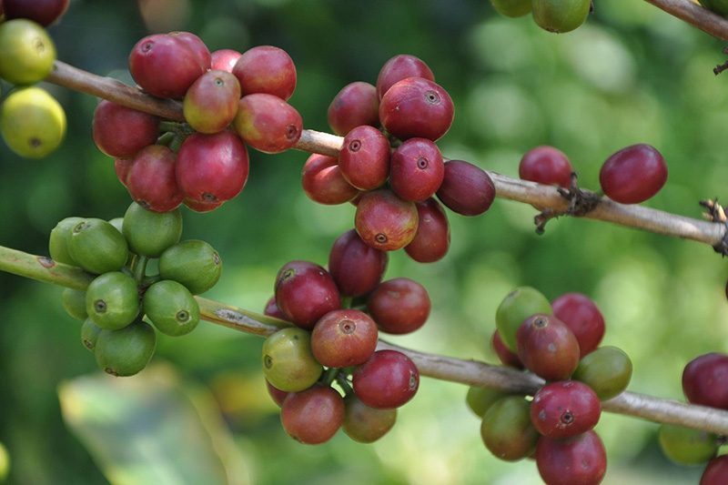 Grapes on a vine - Terbodore