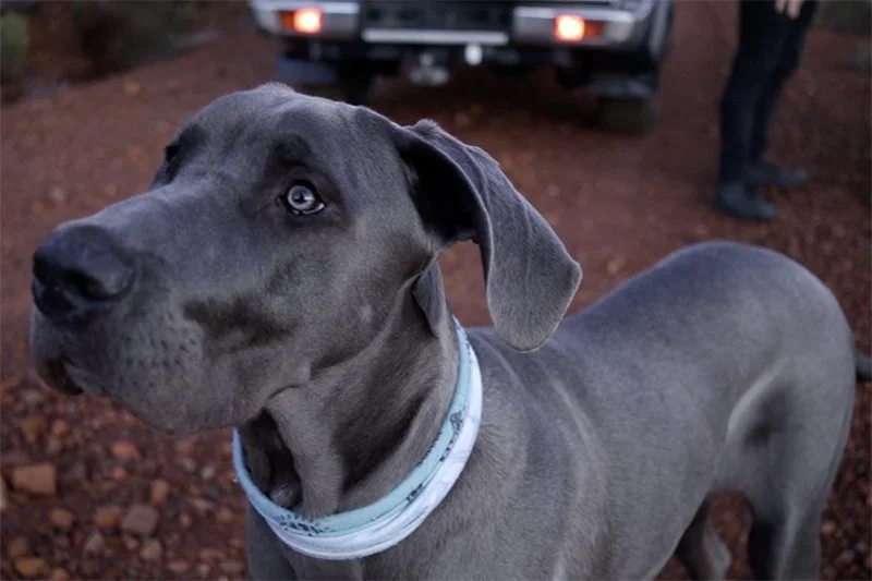 Jack the Dane looking at Drone | TERBODORE Coffee Roasters Jack the Great Dane Dog - Terbodore